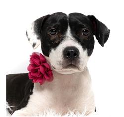 CRANBERRY - COLLAR FLOWER