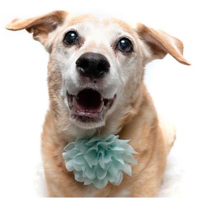 TEAL - COLLAR FLOWER