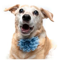 LIGHT BLUE - COLLAR FLOWER