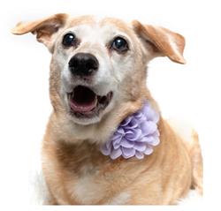 LAVENDER - COLLAR FLOWER