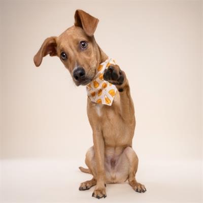 Candycorn Dog Bandana