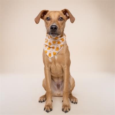 Candycorn Dog Bandana