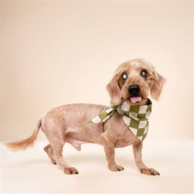 Checkmate Dog Bandana