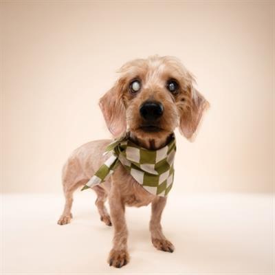 Checkmate Dog Bandana