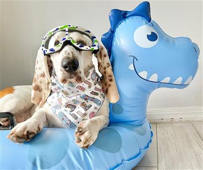 Dog Bandana | Holiday Bandana | Winter | Ski | Snow Board