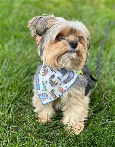Dog Bandana | Holiday Bandana | Winter | Ski | Snow Board