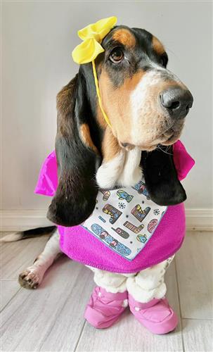 Dog Bandana | Holiday Bandana | Winter | Ski | Snow Board