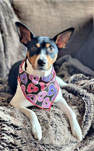 Valentine Bandana | Valentines Day Bandana | Valentine Dog Bandana with Donuts