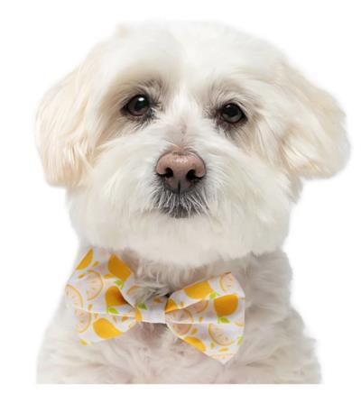 LEMONS - VELCRO BOW TIE