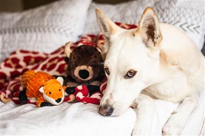 Tall Tails Dog Plush Squeaker Fox 12 Inches