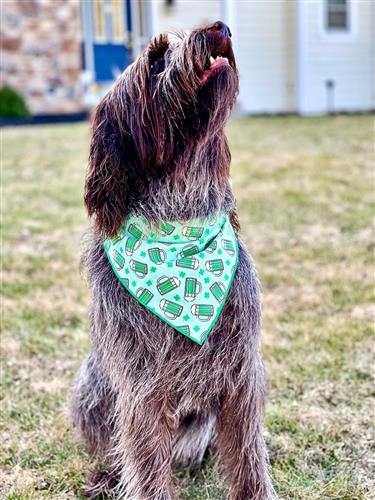 St Patrick's Day Bandana | St Paddy | Beer Mug