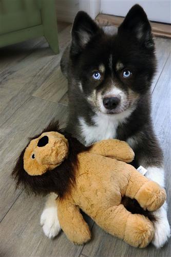 Dog Star Cute and Cuddly Rory the Lion Dog Toy Large