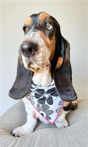 Spring Bandana, Flower Bandana, Tie Dog Bandana | Summer Bandana | Flower Power