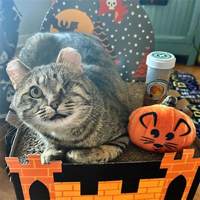 Meowijuana® - Get Spooked Pumpkin and Harvest Moon Clip Strip