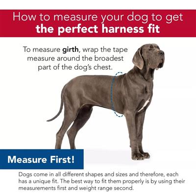 Holt Adjustable Dog Control Harness Black 1ea/SM, 14 in
