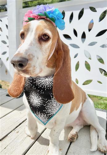 Spring Bandana, Flower Bandana, Tie Dog Bandana | Summer Bandana | Wishies