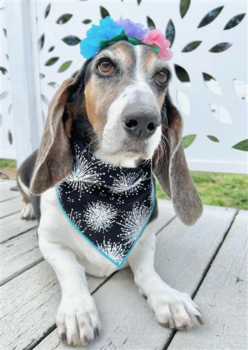 Spring Bandana, Flower Bandana, Tie Dog Bandana | Summer Bandana | Wishies