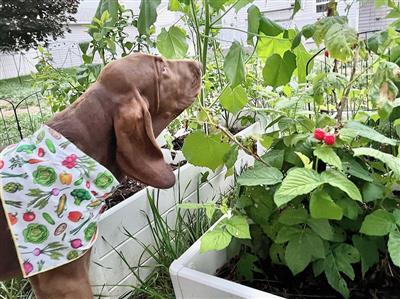 Summer Bandana | Food Dog Tie Bandana | Gardening | Dog Bandana