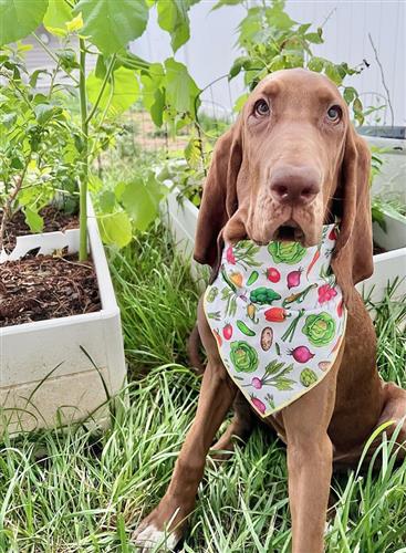 Summer Bandana | Food Dog Tie Bandana | Gardening | Dog Bandana