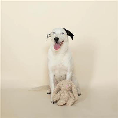 PetShop by Fringe Studio Bunny Love Plush Dog Toy