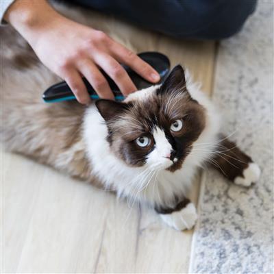 Soft Pet Grooming Brush, Detangling