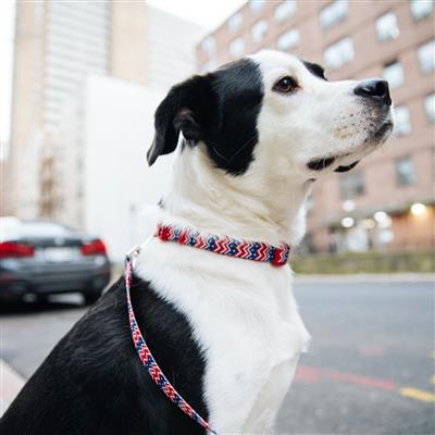 Chevrons & Stars - Attire Styles Nylon Collars & Leads