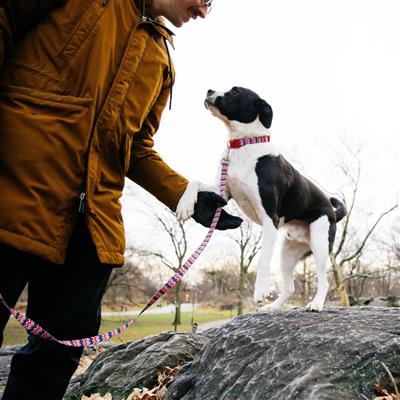 Chevrons & Stars - Attire Styles Nylon Collars & Leads