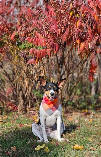 Flannel Dog Bandana, Plaid Bandana, Fall Bandana, High Quality Fabric