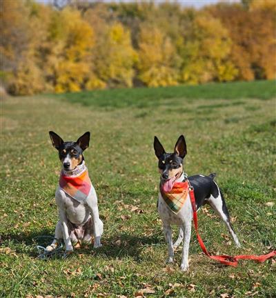 Flannel Dog Bandana, Plaid Bandana, Fall Bandana, High Quality Fabric