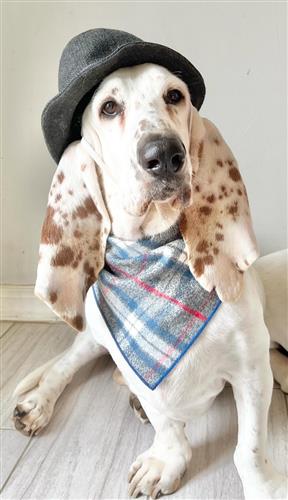 Fall Bandana, Plaid Bandana, Flannel Dog Bandana, High Quality Luxe Fabric