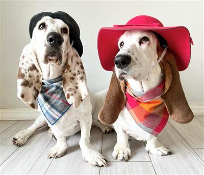 Fall Bandana, Plaid Bandana, Flannel Dog Bandana, High Quality Luxe Fabric