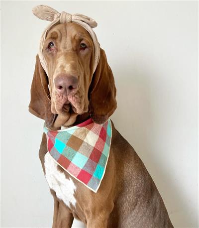 Fall Bandana, Plaid Bandana, Flannel Dog Bandana, High Quality Luxe Fabric