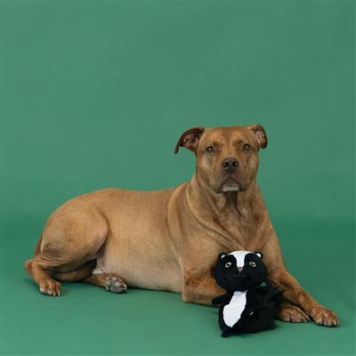 WASN'T ME (FLATTIE) PLUSH DOG TOY