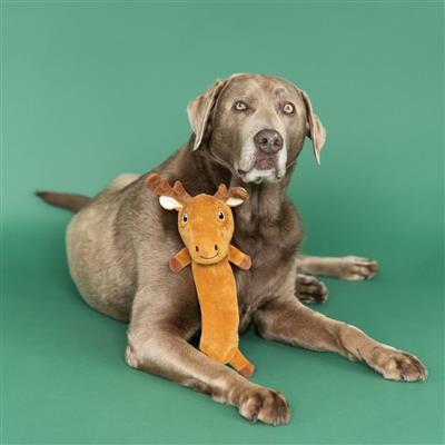 DONT MOOSE WITH ME(FLATTIE) PLUSH DOG TOY