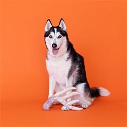 Extra Product Image