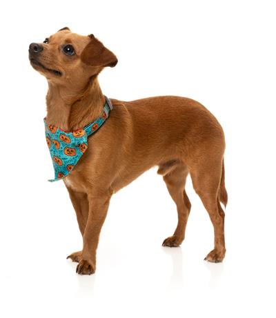 Bandana - Teal Jack Jack Jackie Lantern