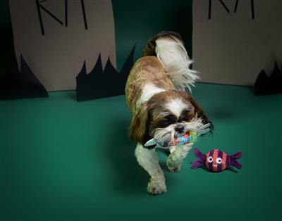 BARK Sour Dummies Sweeties