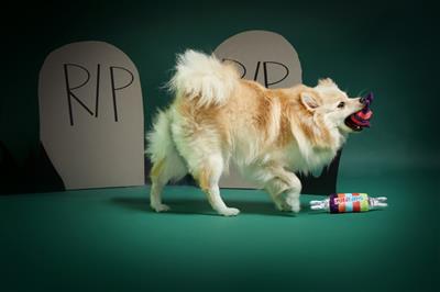 BARK Sour Dummies Sweeties