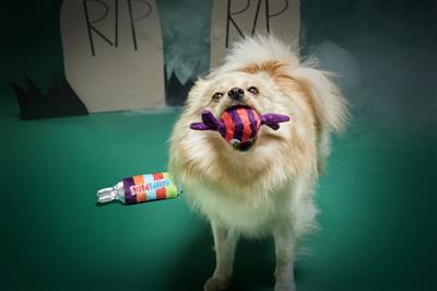 BARK Sour Dummies Sweeties