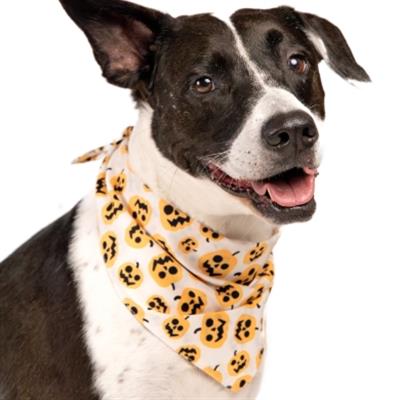 Pumpkin Dog Bandana