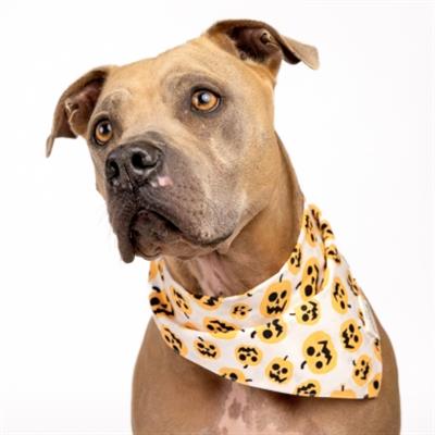 Pumpkin Dog Bandana