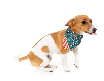 FuzzYard Bandana Candy Cane Green