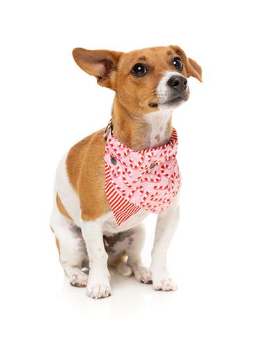 FuzzYard Bandana Candy Cane Pink