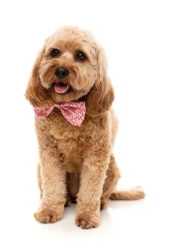 FuzzYard Bowtie Candy Cane Pink