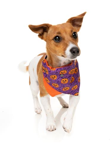 Bandana Jack Jack Jackie Lantern Purple