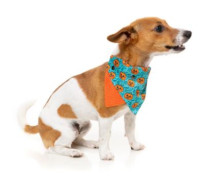 Bandana Jack Jack Jackie Lantern Teal