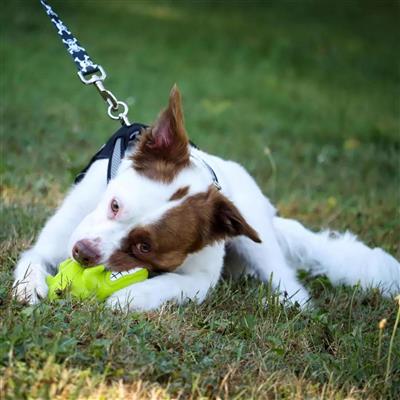 Coastal Pet Rascal Grunt Toys Big Horn Bull 6.5"