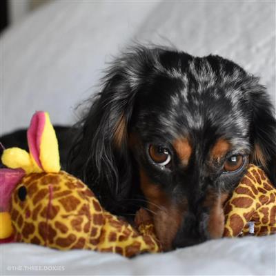 Coastal Pet Li'l Pals Plush Crinkle Dog Toy Giraffe 8.5"