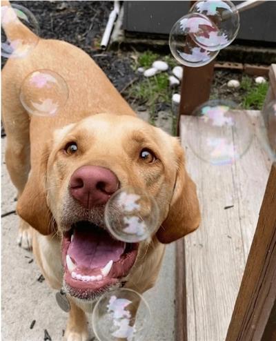 Bubble Lick Treat for Dogs - Maple Bacon and Peanut Butter Flavors