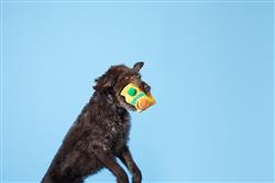 Extra Product Image